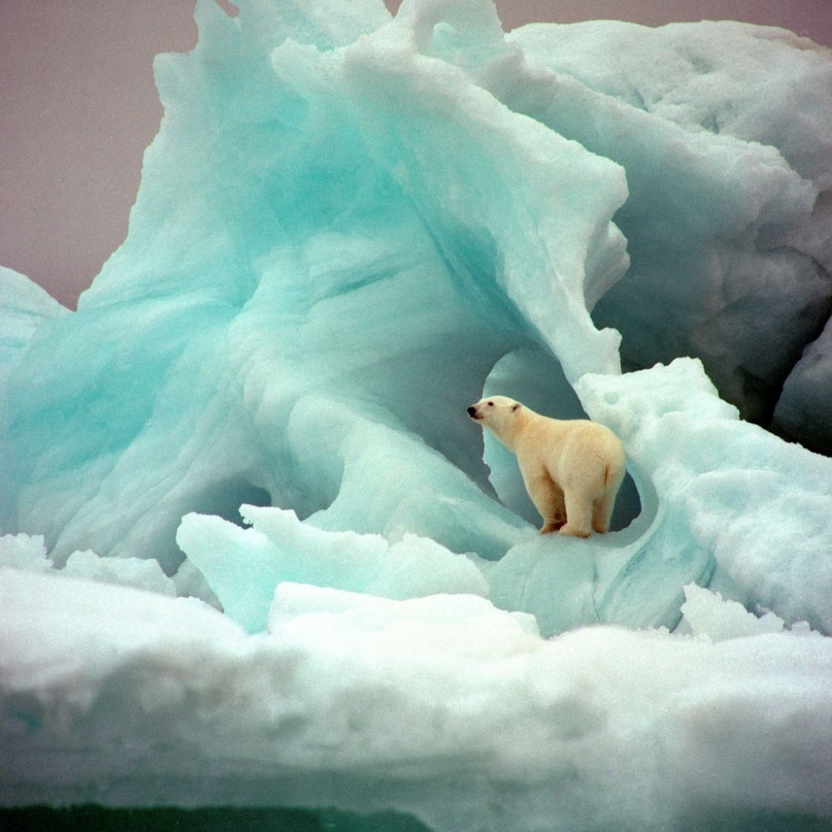 Животные Северного полюса (62 фото)