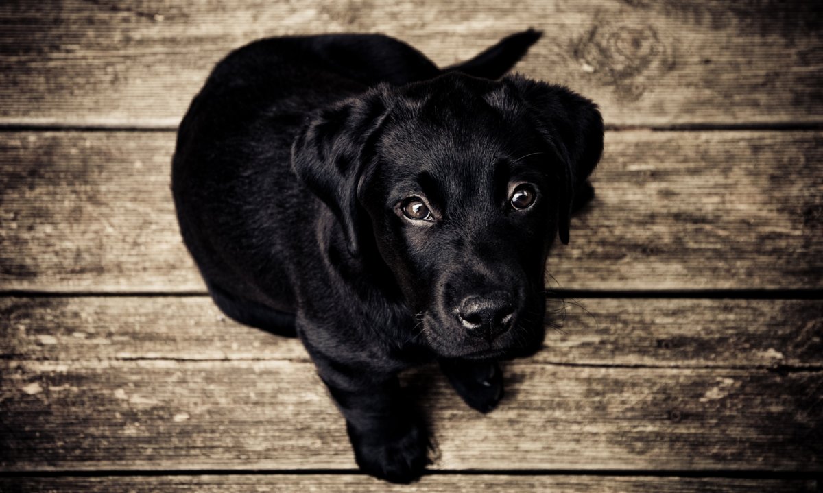 Маленькая черная собака порода (55 фото)
