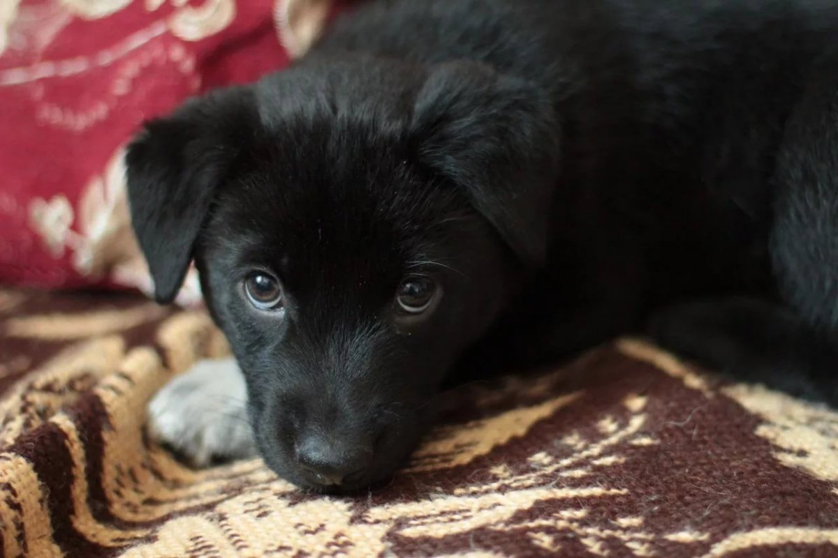 Черный щенок (61 фото)