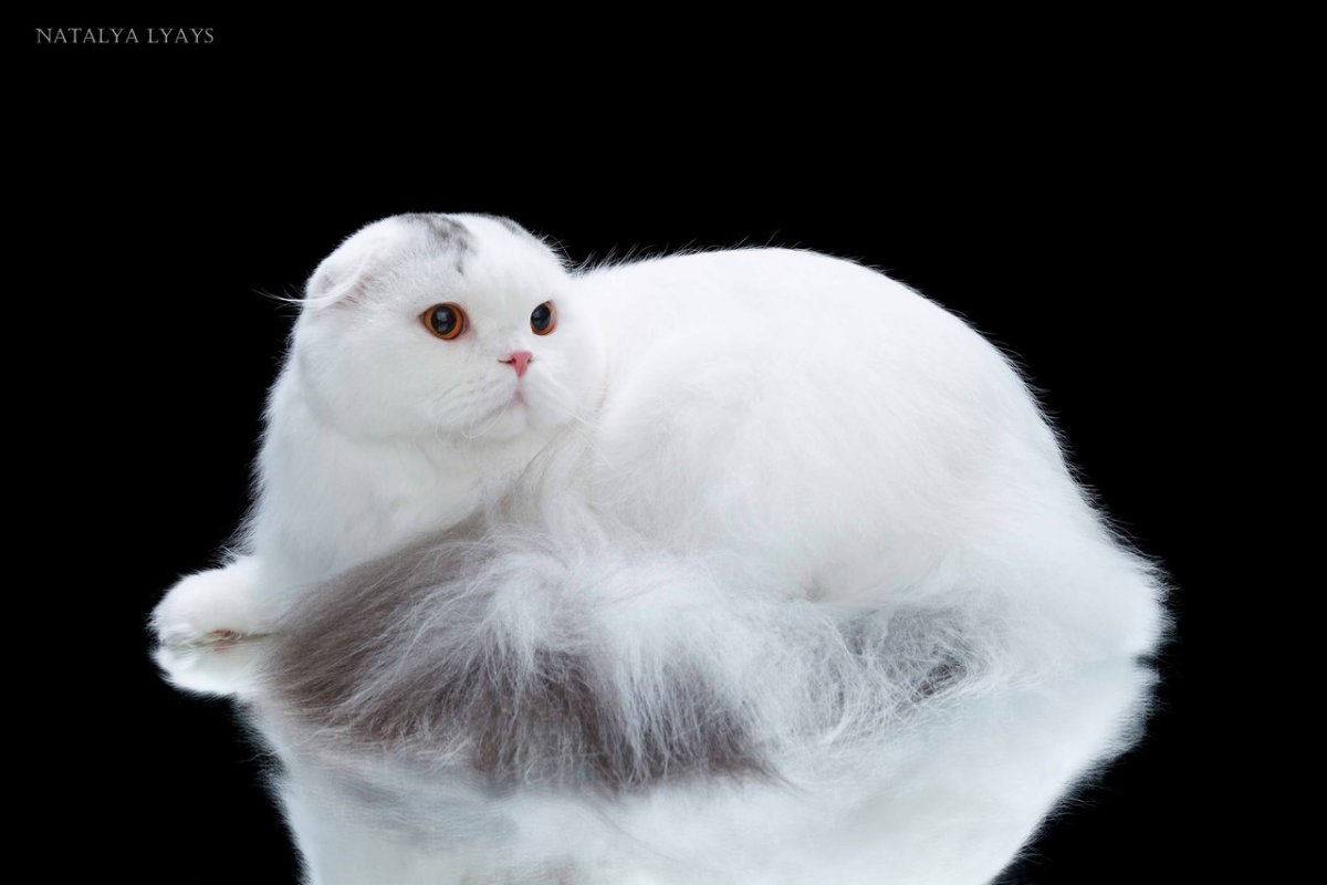 Белый шотландский кот (61 фото)
