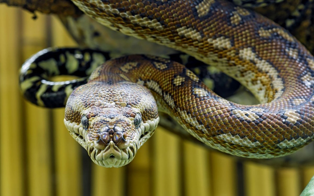 Самая страшная змея в мире (32 фото)
