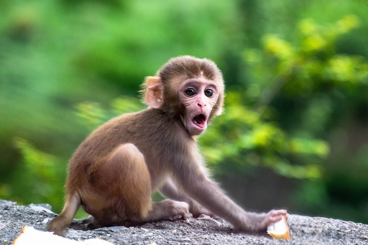 Удивлённая обезьяна (90 фото)