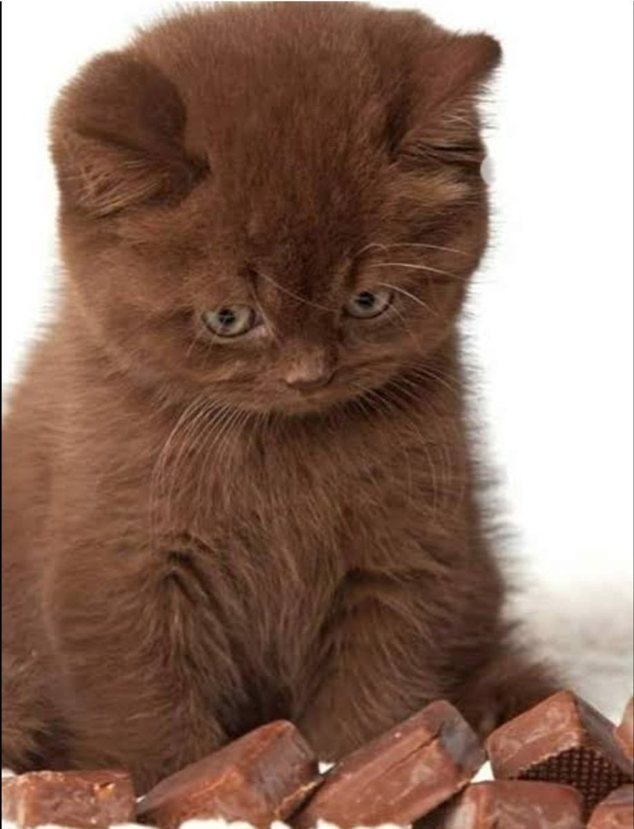Шоколадная кошка (71 фото)