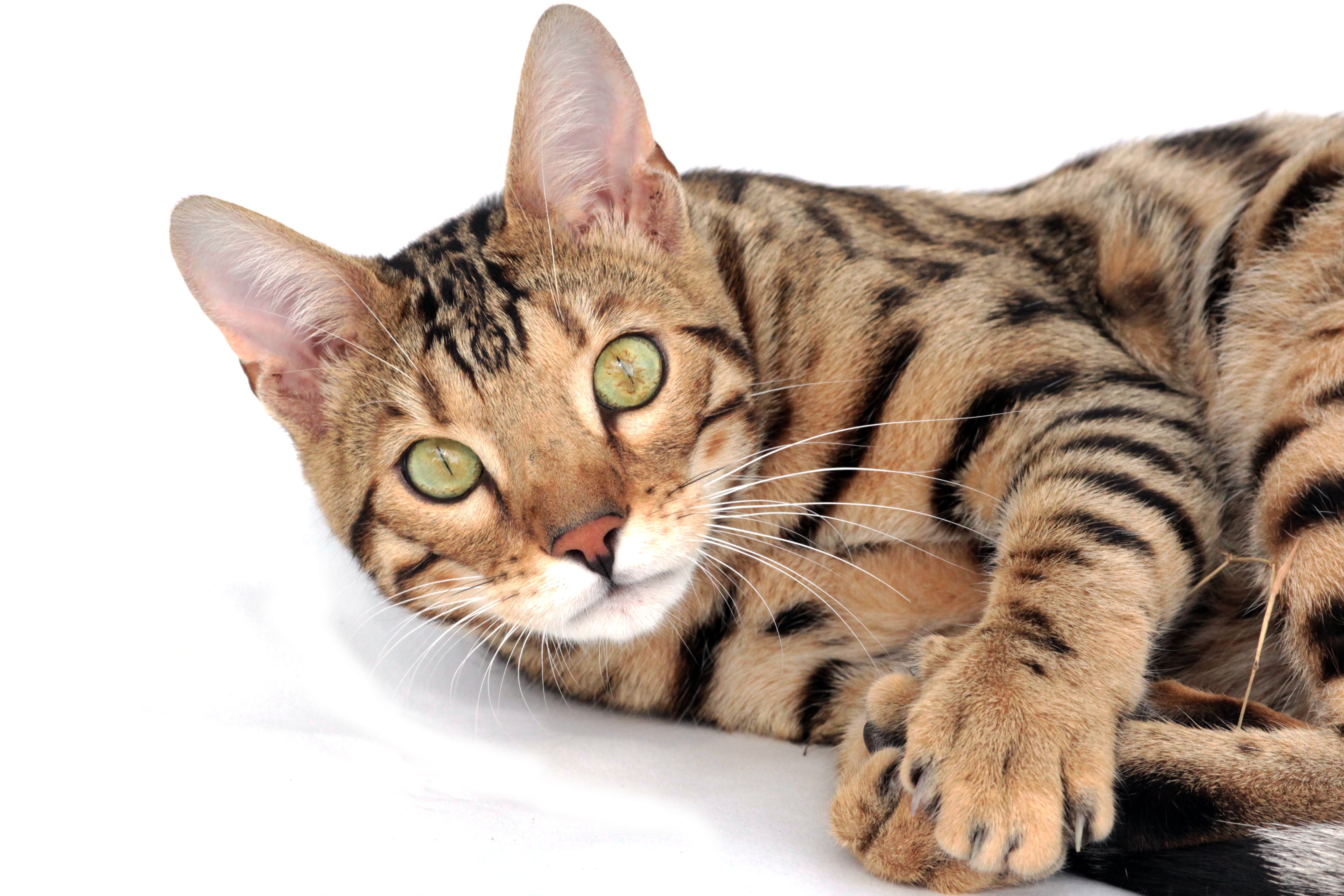 Порода кошек 7. Бенгальская кошка. Бенгальская кошка тойгер. Бенгальский кот полосатый. Кот бенгал полосатый.