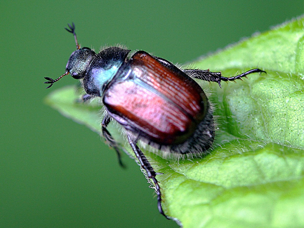 Хрущик. Садовый Хрущик Жук. Хрущик Луговой. Phyllopertha horticola l. (Хрущик садовый. Хрущик мраморный.