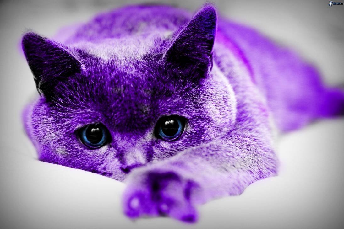 Фиолетовый котик (77 фото)