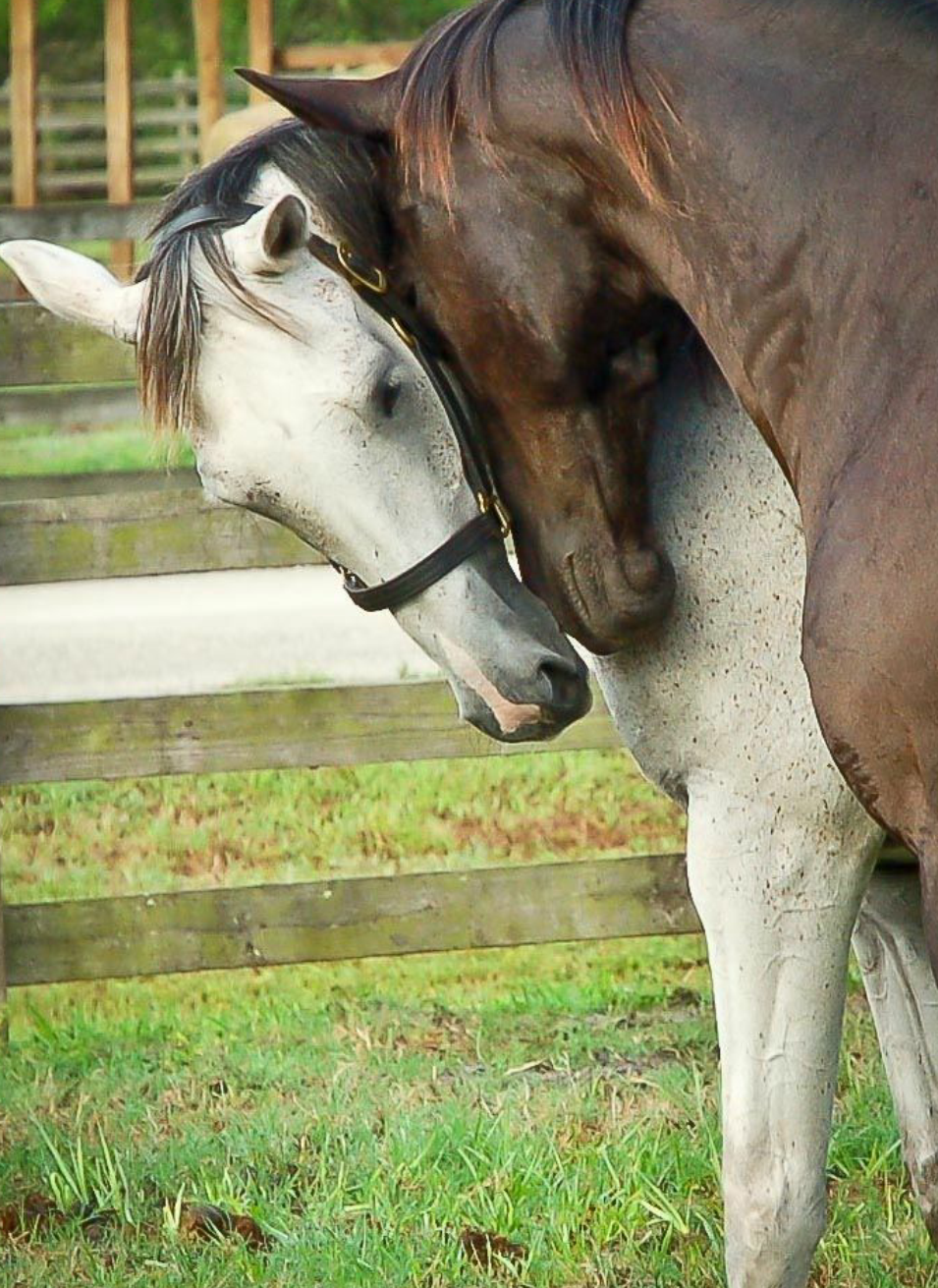 Horse Humping