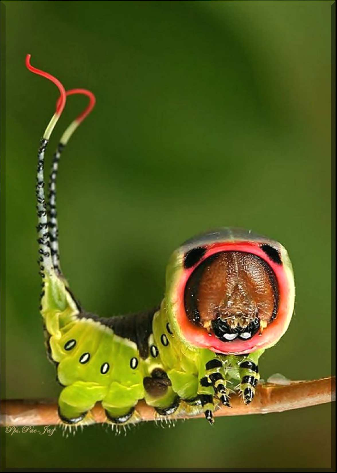 Смешные насекомые (82 фото)