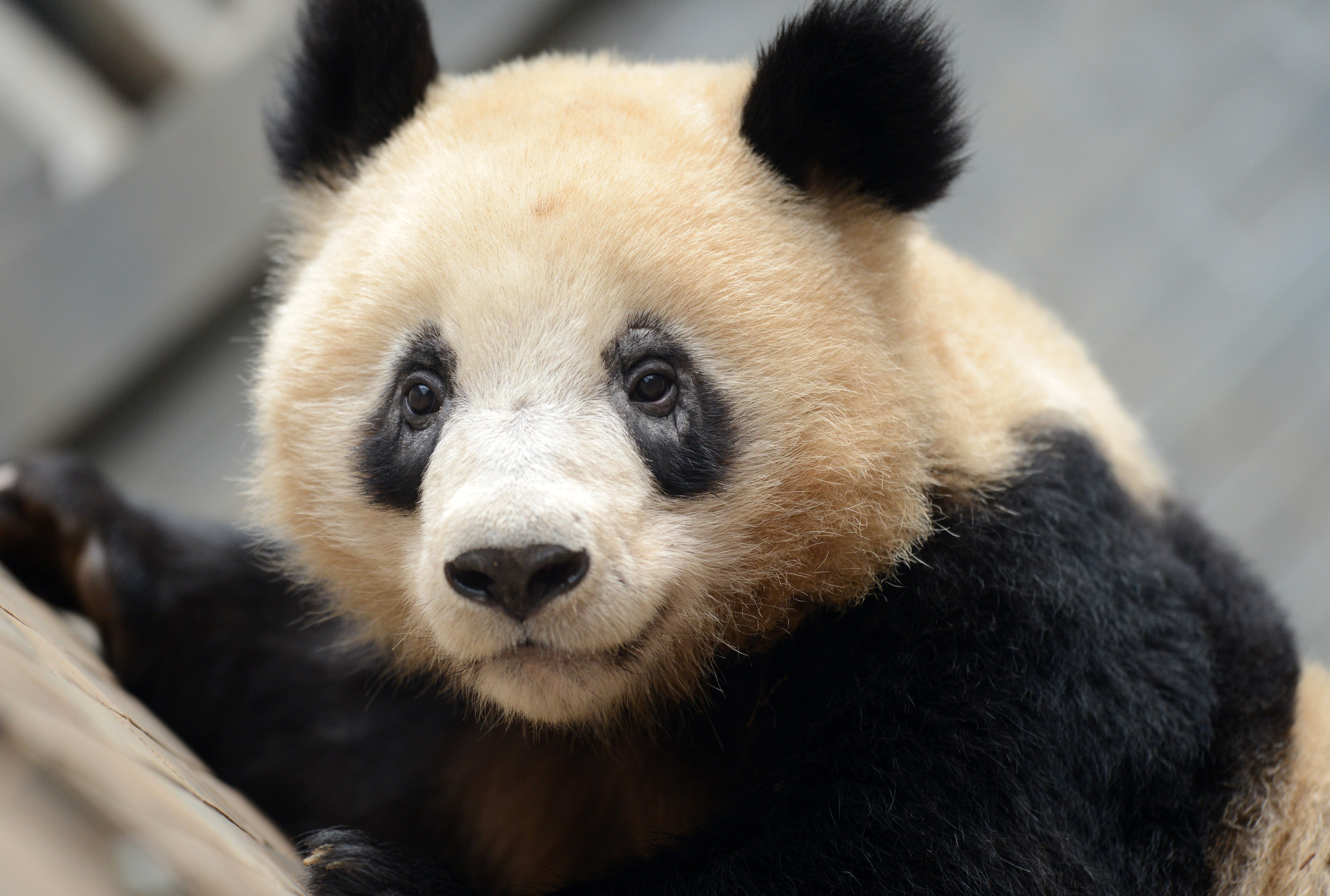 Панда без кругов. Глаза панды. Взгляд панды. Панда с черными кругами. Панда цвет глаз.