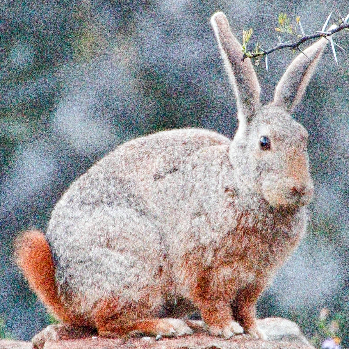 Класс млекопитающие заяц. Pronolagus crassicaudatus. Зайцевые и зайцеобразные. Зайцеобразные млекопитающие. Капский заяц.