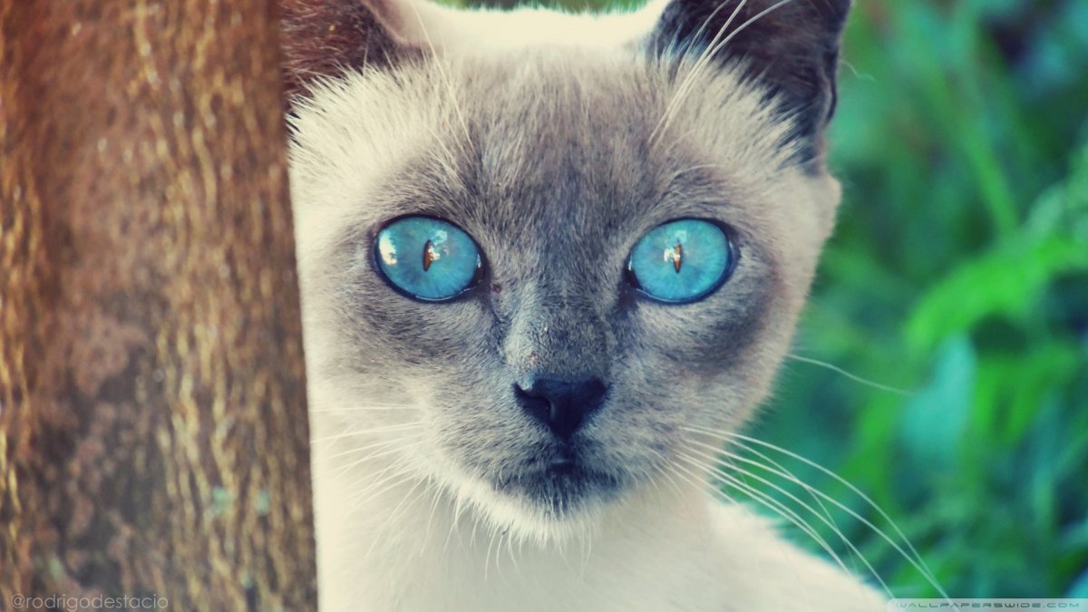 Глаза сиамских кошек (75 фото)
