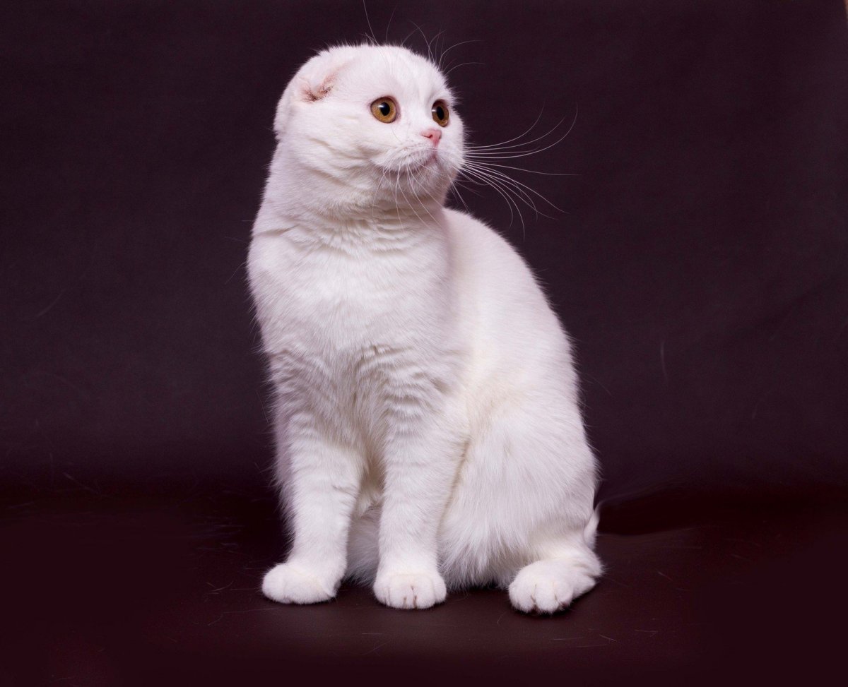 Белый вислоухий кот (62 фото)