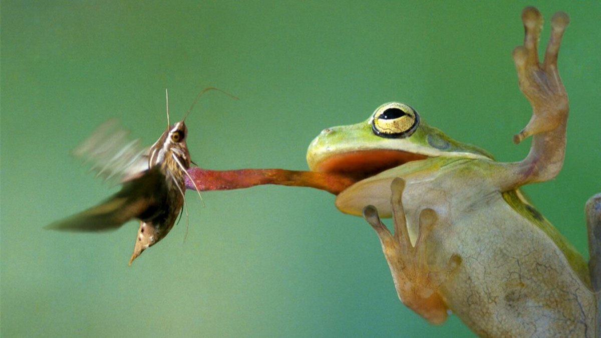 Язык лягушки (65 фото)