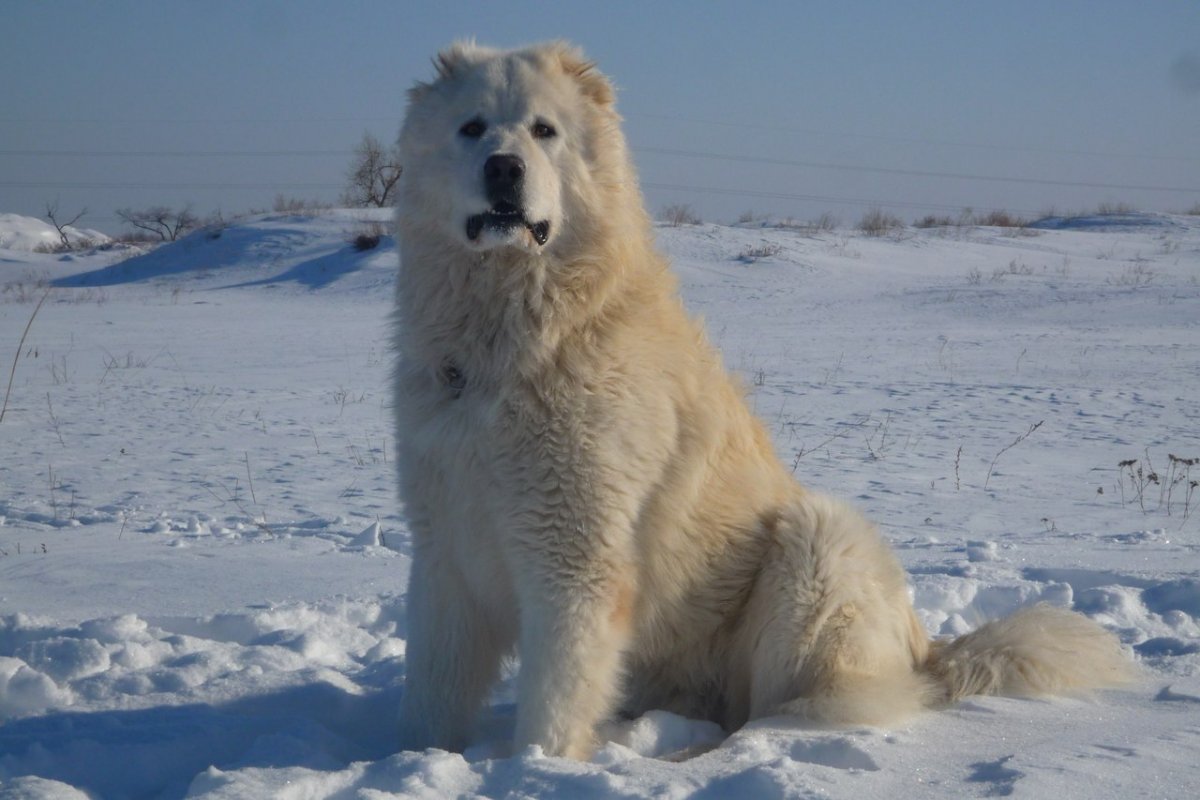 Алабай пушистый (73 фото)