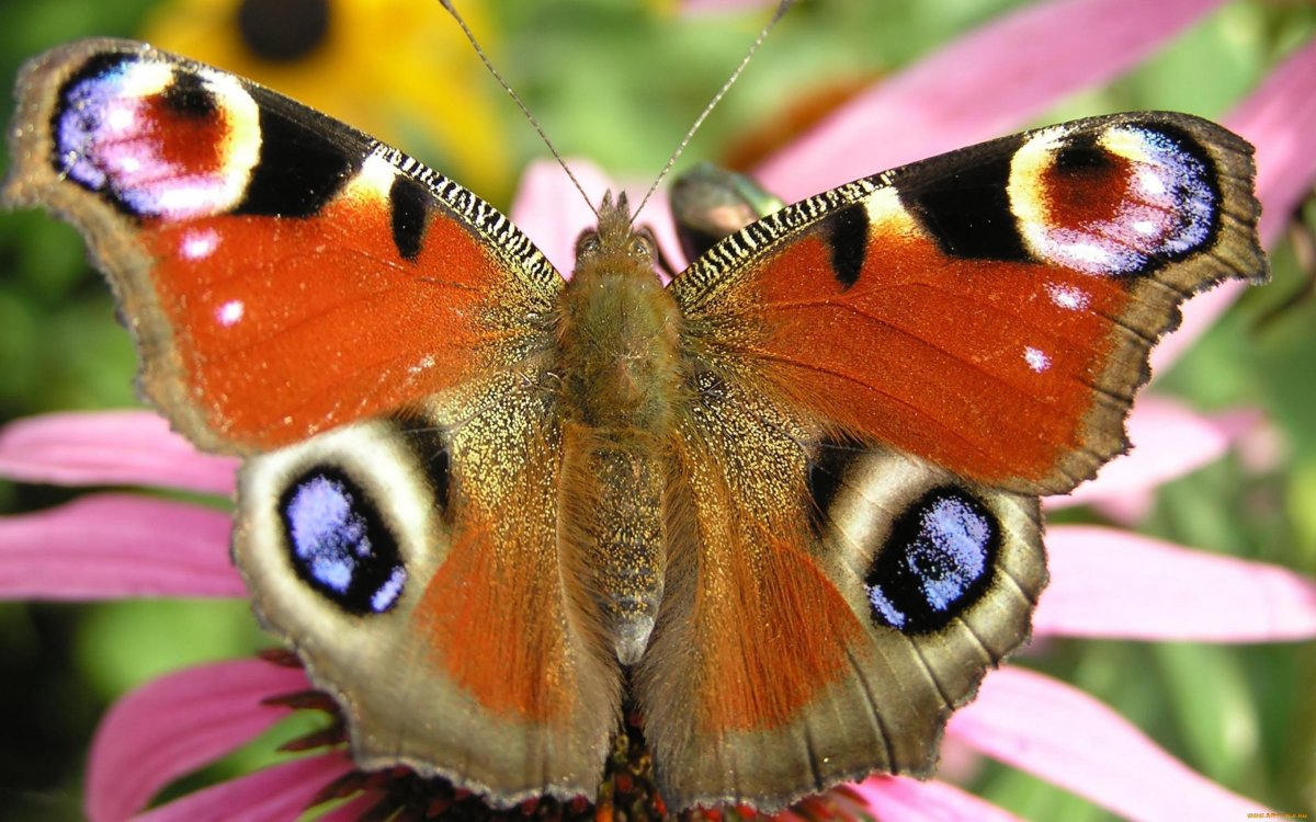 Разные виды бабочек (70 фото)