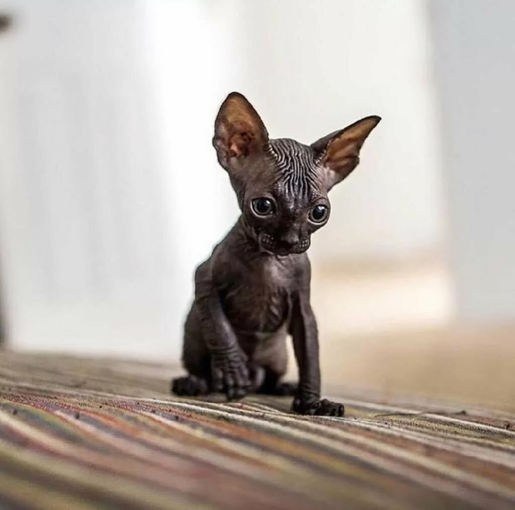 Сфинкс черный котенок (76 фото)