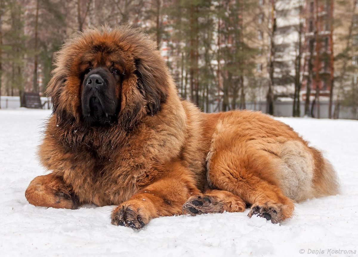 Сибирский мастиф собака (74 фото)