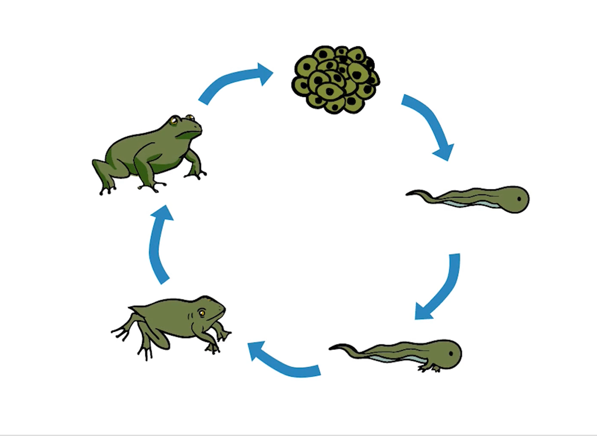 Развитие лягушка картинка. Цикл развития лягушки схема. Жизненный цикл развития лягушки. Онтогенез лягушки стадии жизненного цикла. Жизненный цикл лягушки для детей.