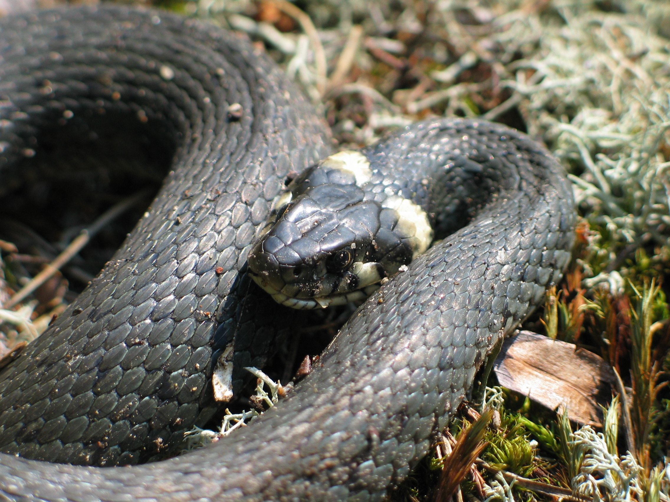 Уж скрещенный. Обыкновенный уж Natrix Natrix. Змея гадюка. Natrix astreptophora. Natrix Natrix scutata.