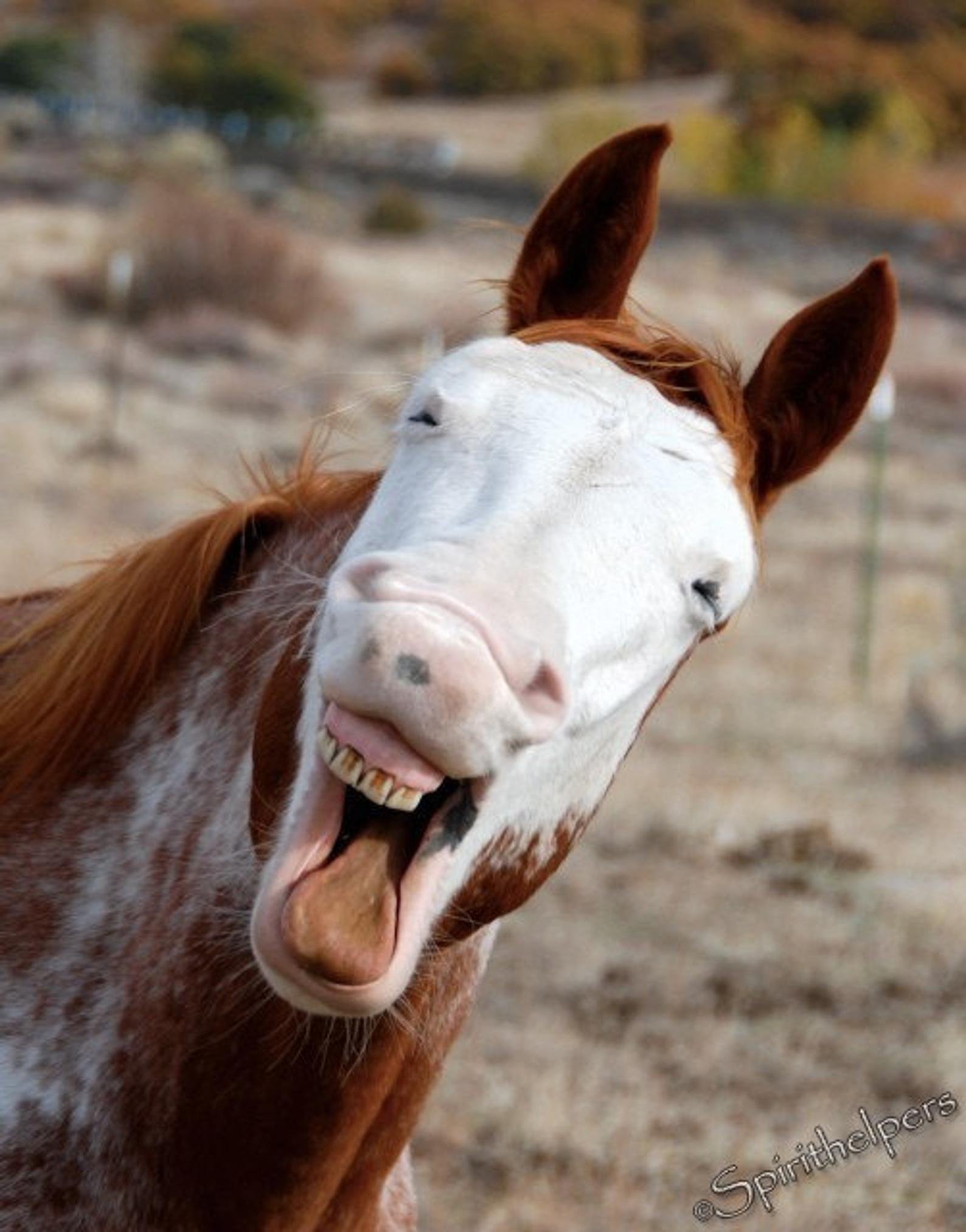 Веселая лошадка. Лошадь ржет. Смешная морда лошади. Лошадь смеется. Бешеная лошадь.