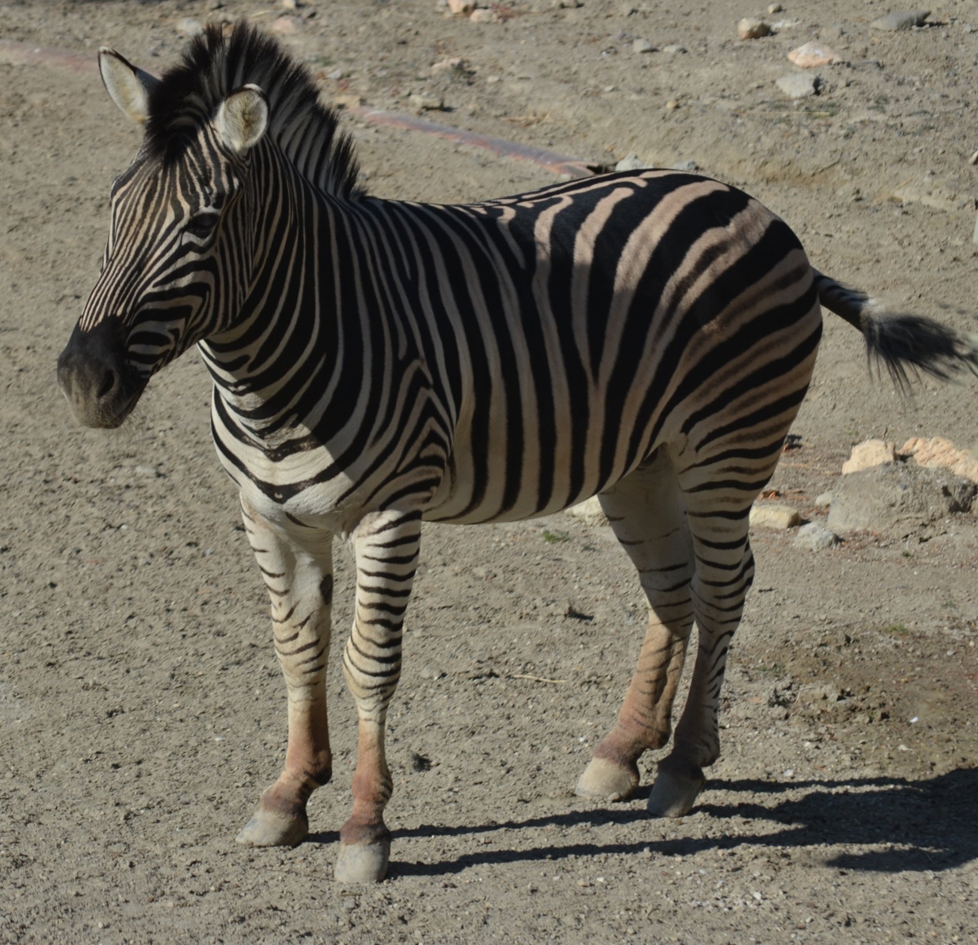 Хвост зебры (49 фото)