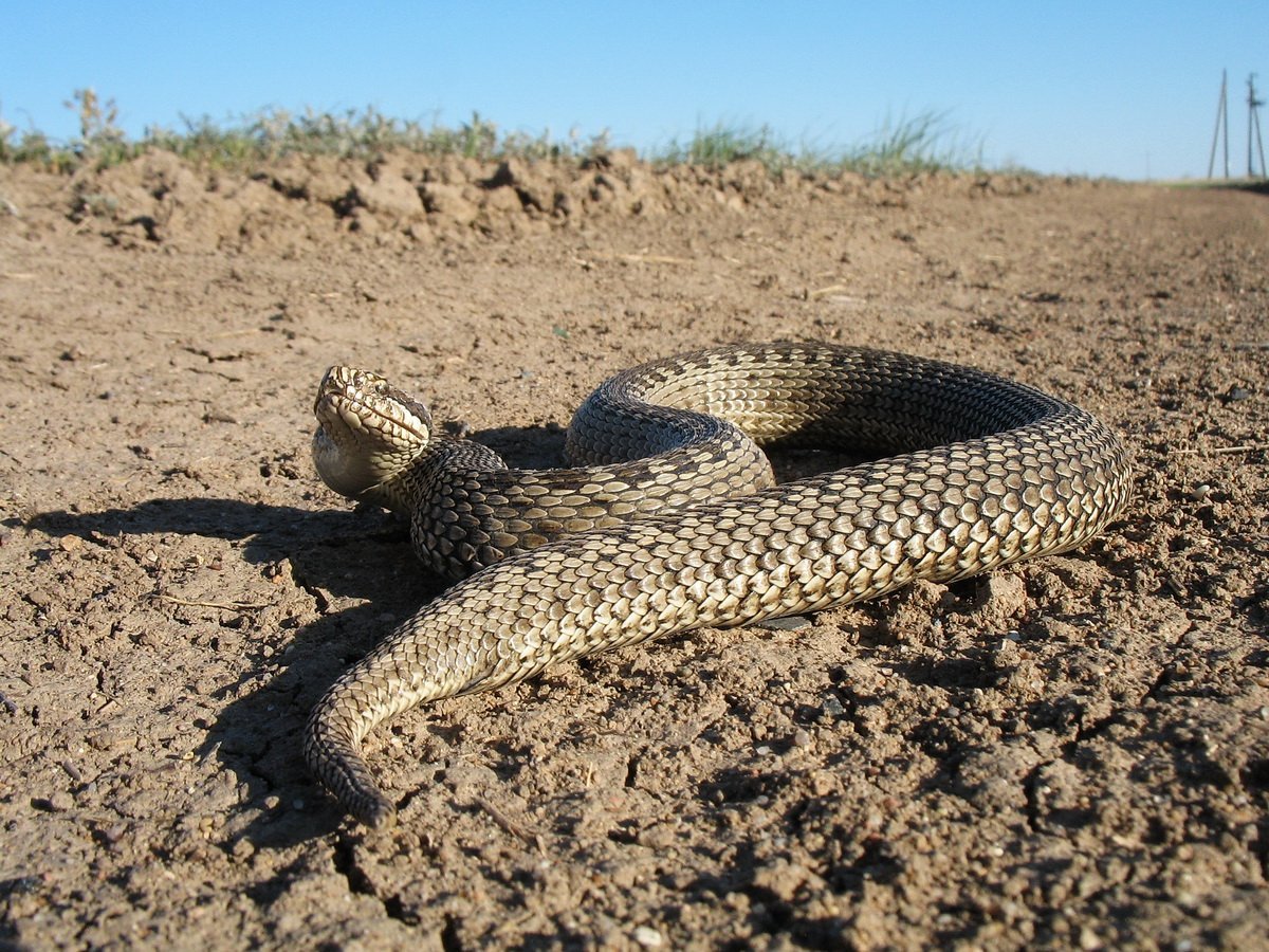 Змеи Калмыкии (64 фото)