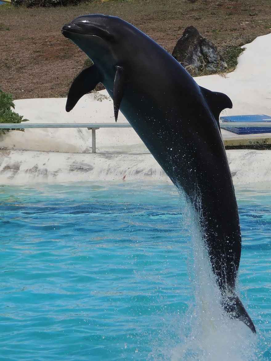 Чёрный Дельфин животное (54 фото)