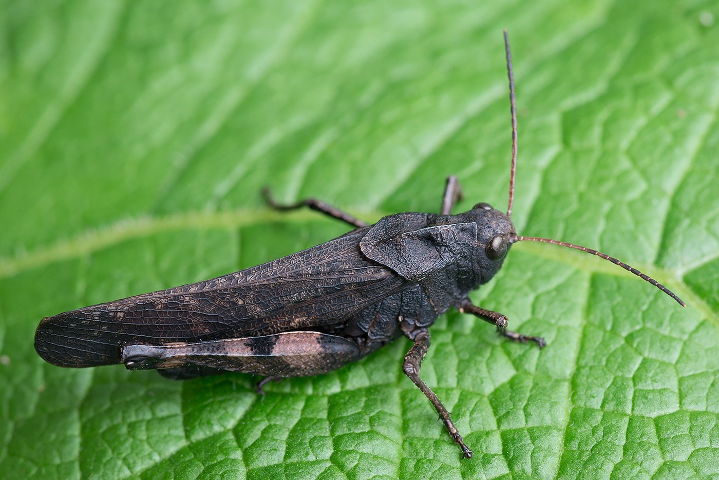 Огневка насекомое. Psophus stridulus. Жук огневка. Огнёвка трескучая Psophus stridulus. Кузнечик огневка.