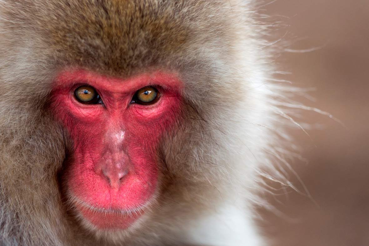 Красномордая обезьяна (66 фото)