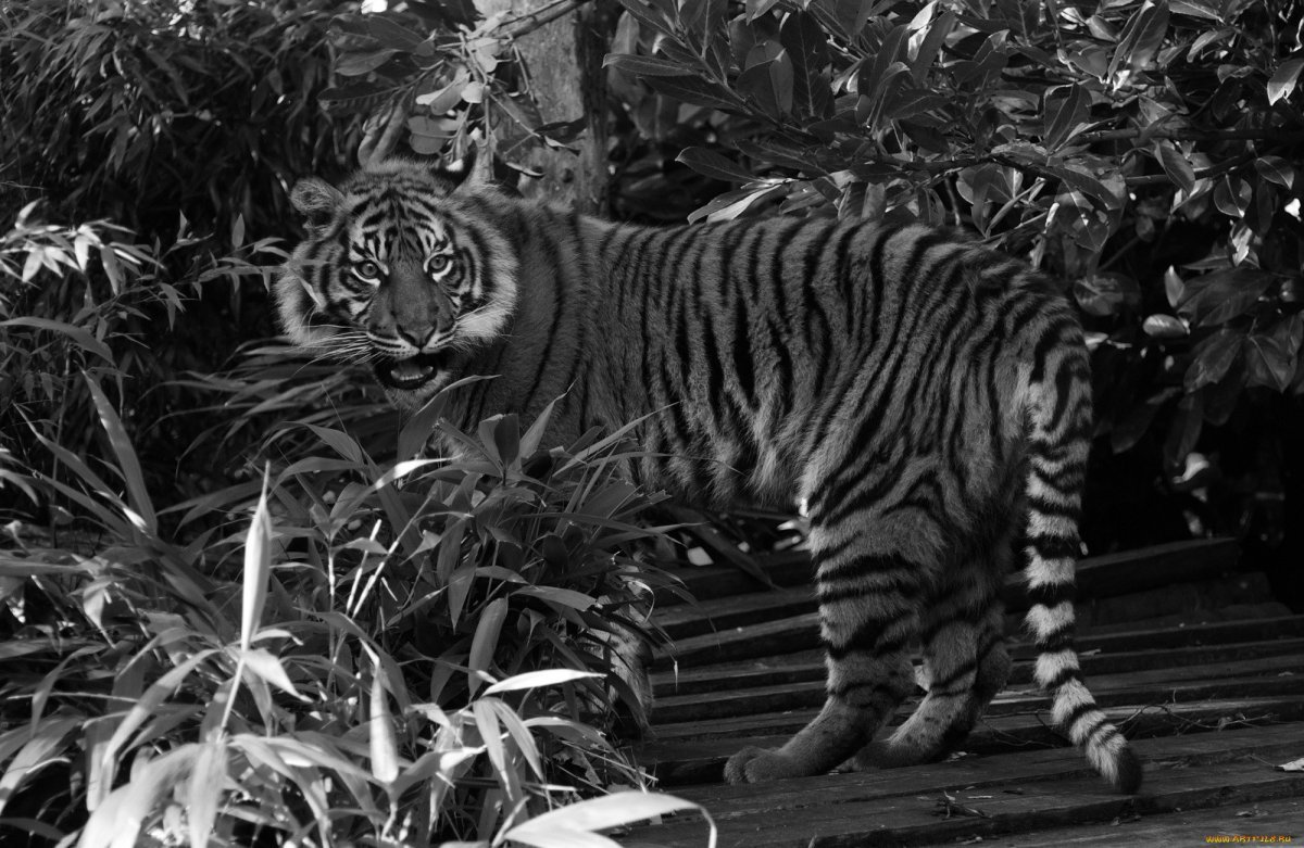 Темный тигр (69 фото)