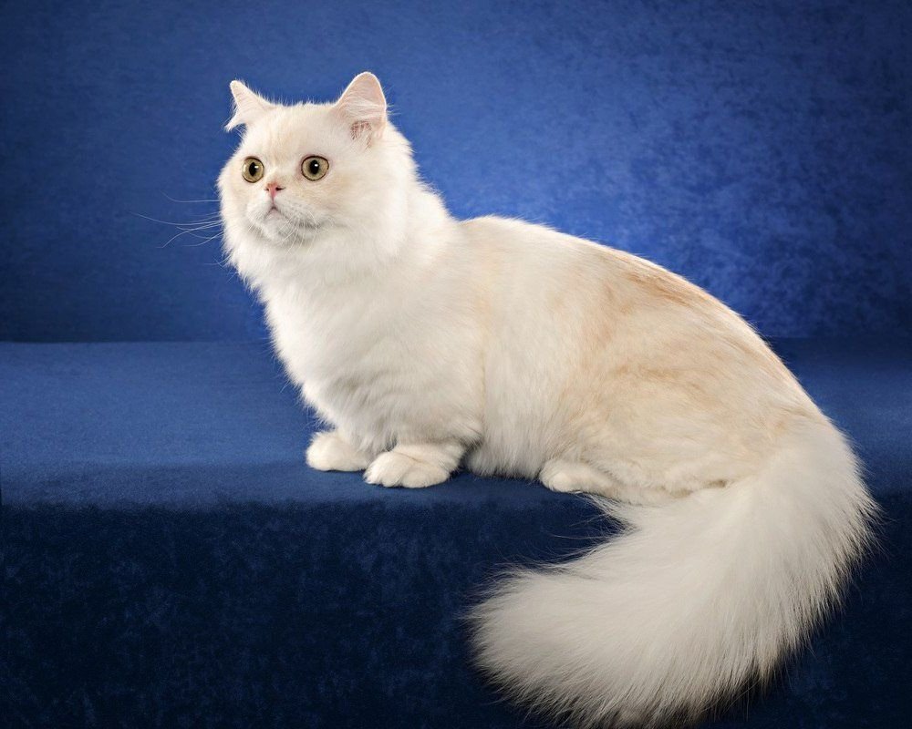 Наполеоновская кошка (77 фото)