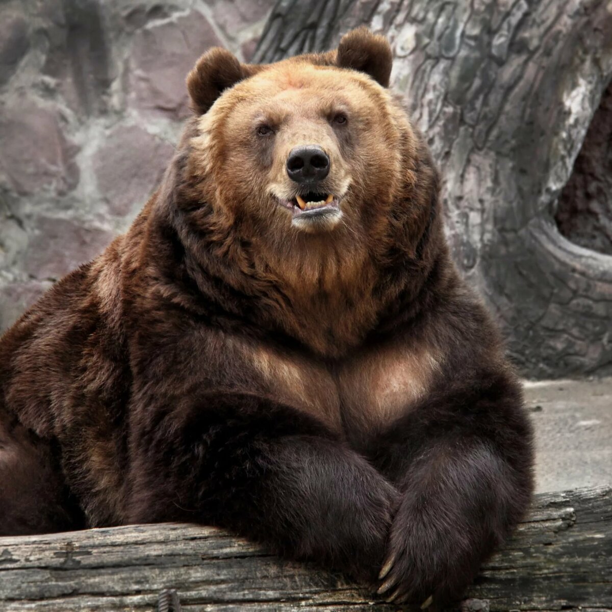 Бородатый медведь (70 фото)