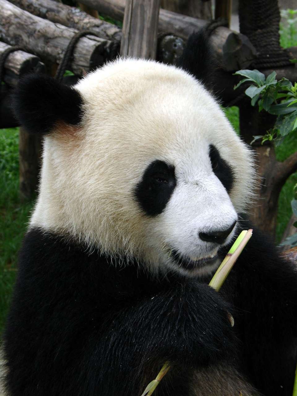 Ronni Panda