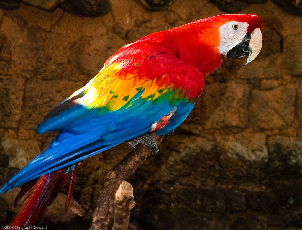 Попугай породы ара (59 фото)