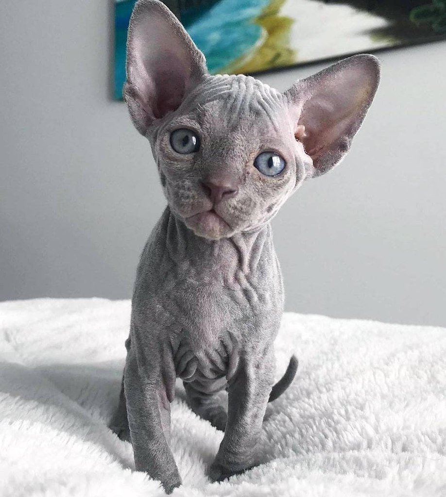Серый сфинкс котенок (75 фото)