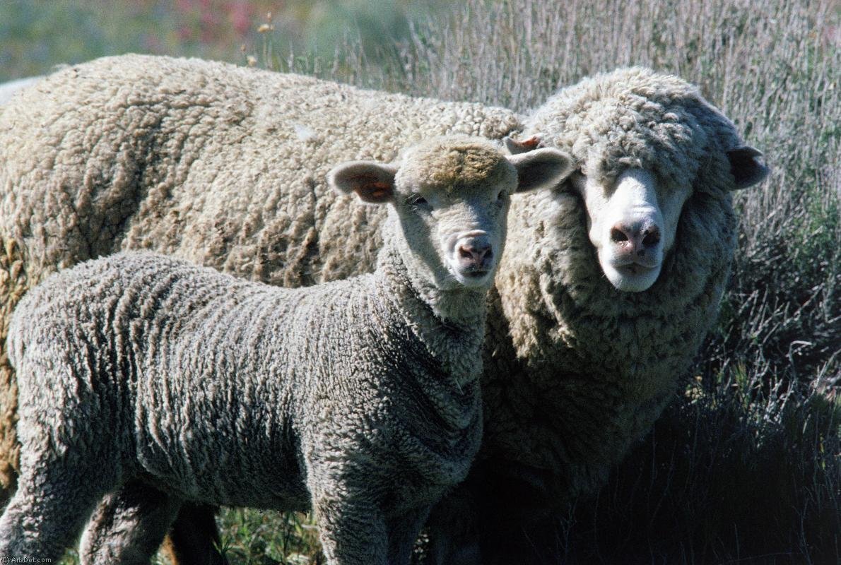 Sheep картинки. Сараджинская порода овец. Лакон порода овец. Каракульские ягнята. Баран каракульской породы.