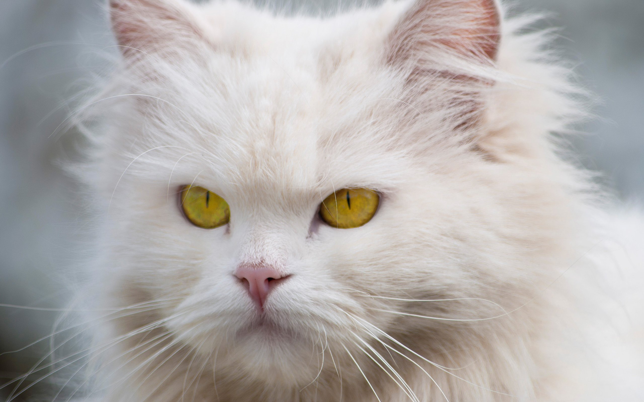 Старая белая кошка. Сибирская ангора альбинос. Пушистый кот. Кот пушистый белый. Пушистая кошка.