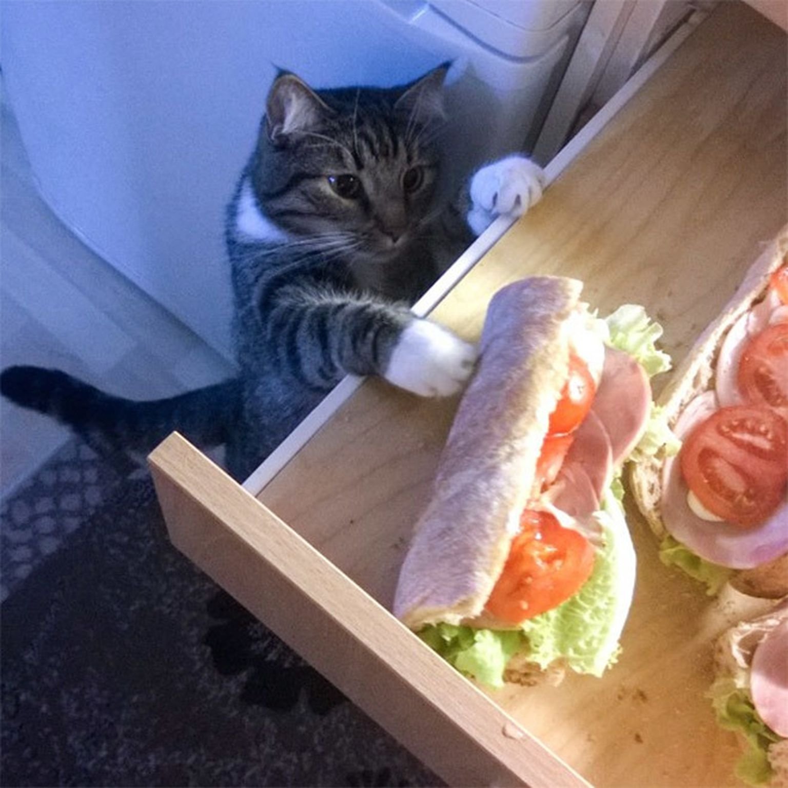 Украсть со стола. Кот ворует. Кот бутерброд. Кот ворует еду. Котик с едой.