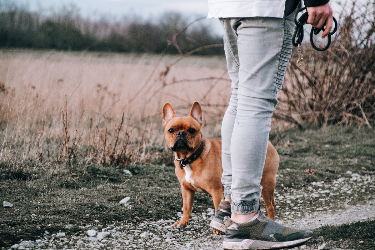 Pets article. Прогулка с собакой. Собака хулиган. Выгул собак. Собака хулиганка.