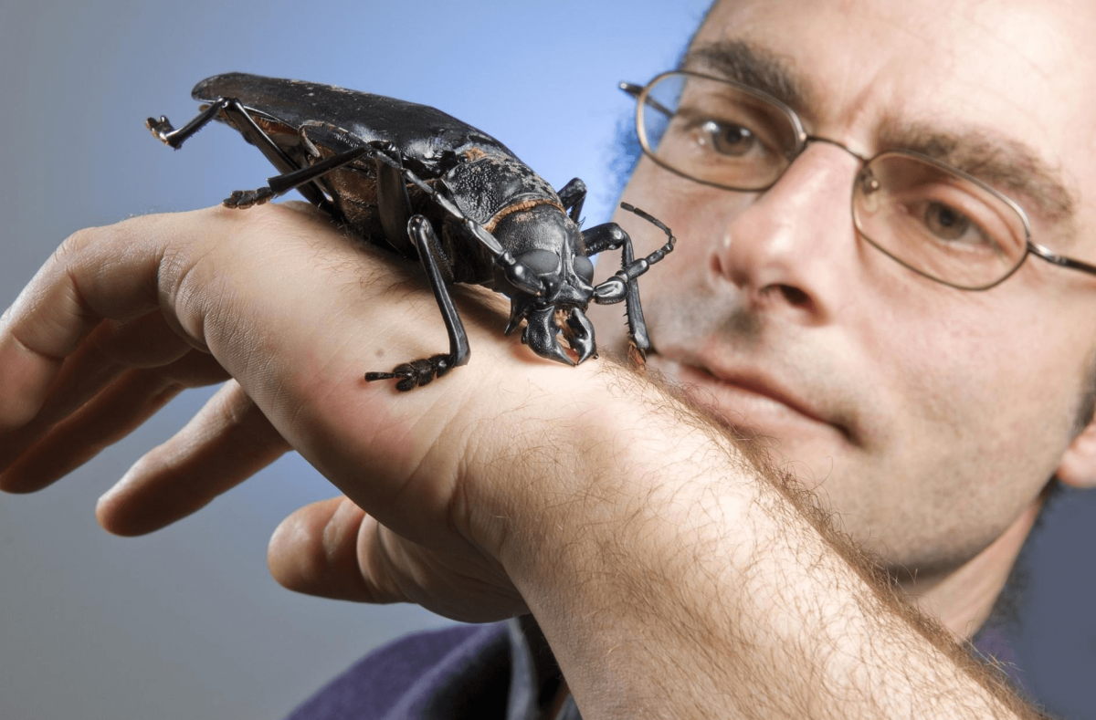 Самое большое насекомое на земле (70 фото)