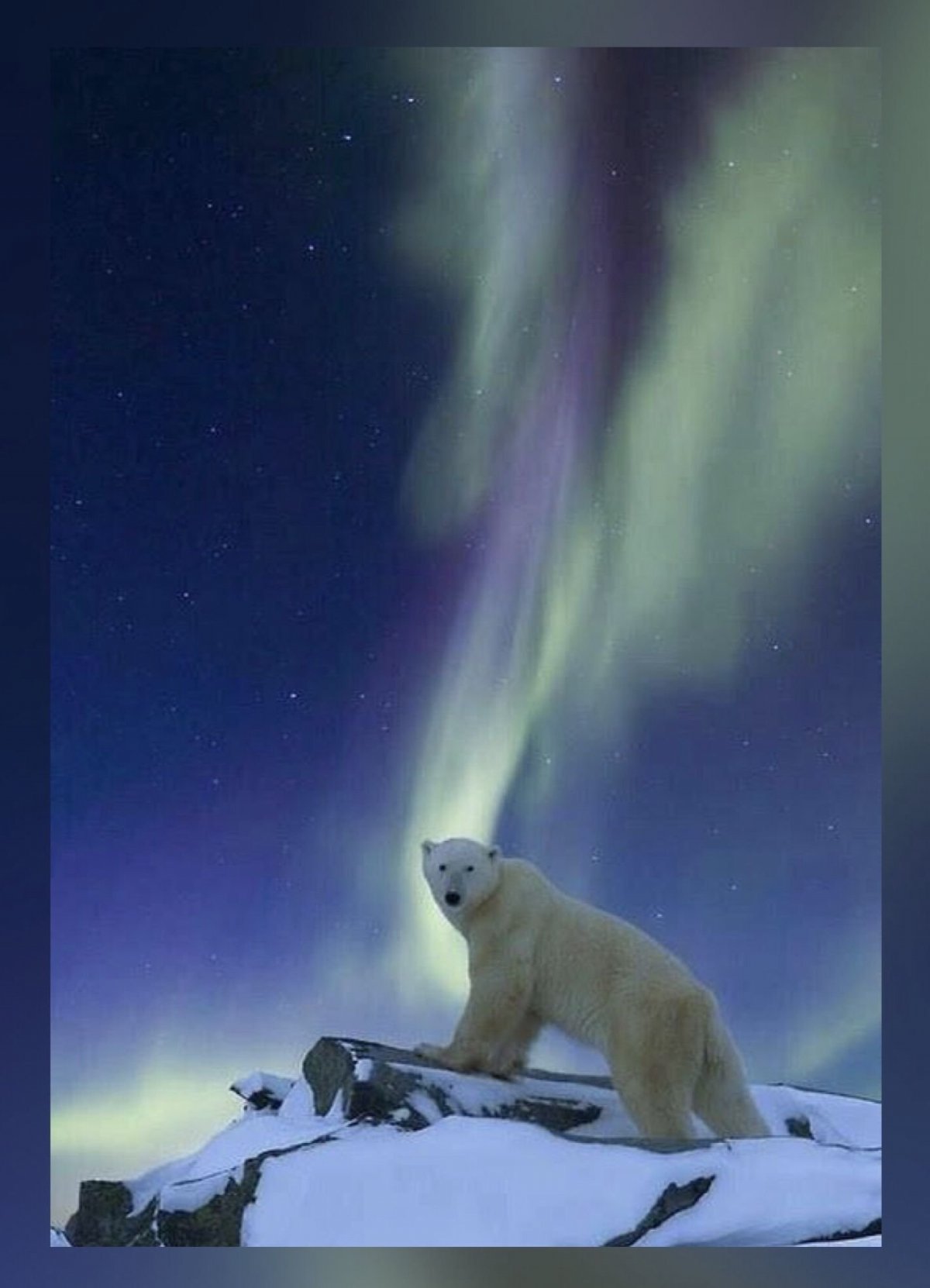 Белый медведь и Северное сияние (68 фото)