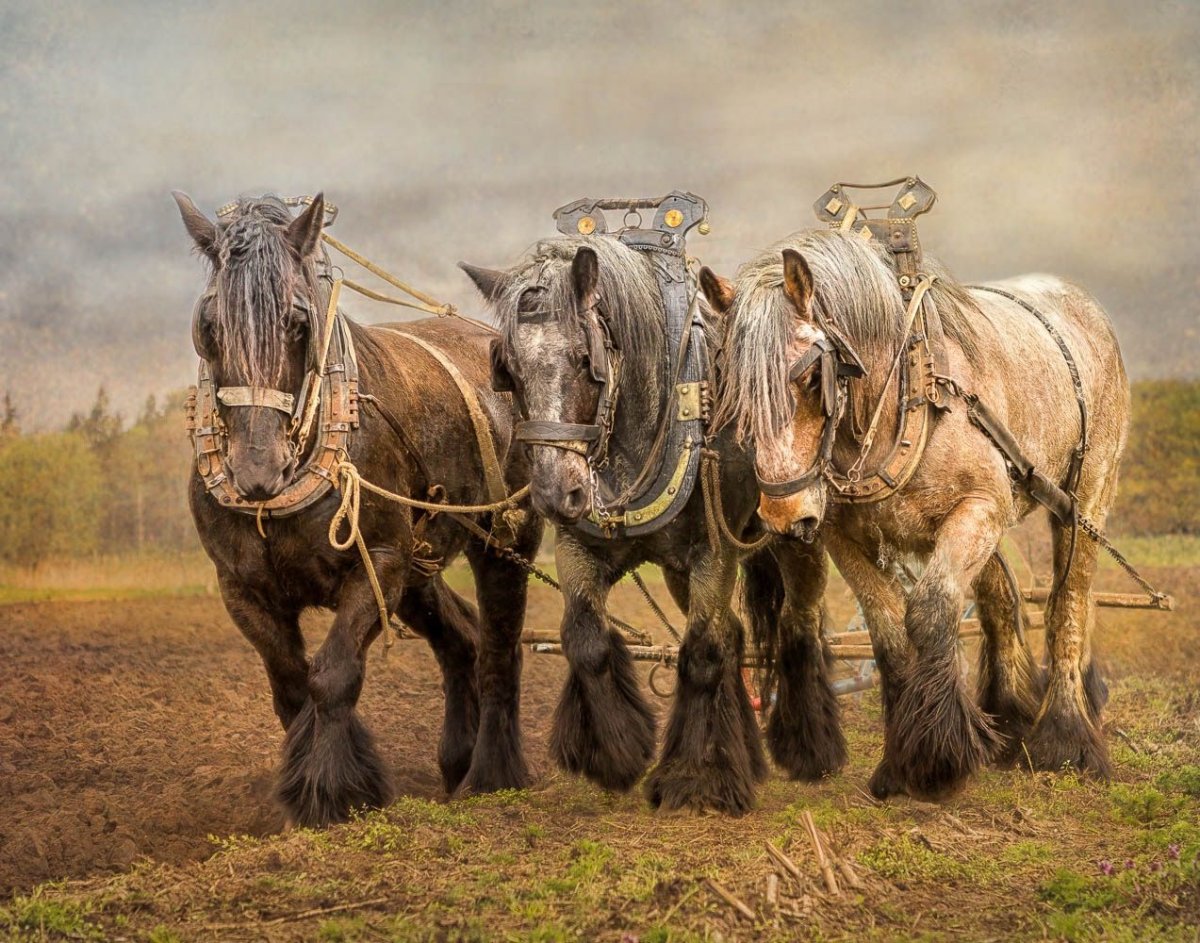 Лошадь тягач (70 фото)