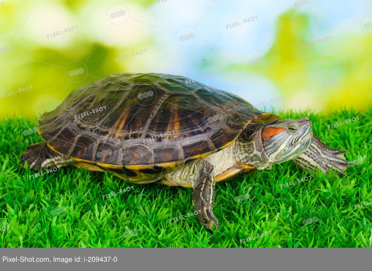 Черепаха домашняя красноухая (56 фото)
