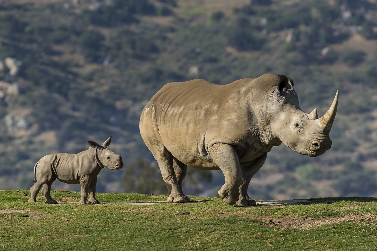 Маленький носорог (53 фото)