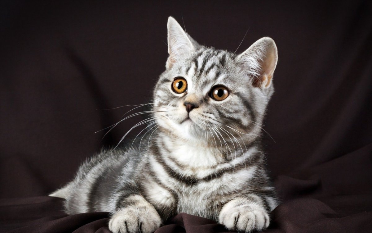 Британский кот полосатый серый (64 фото)