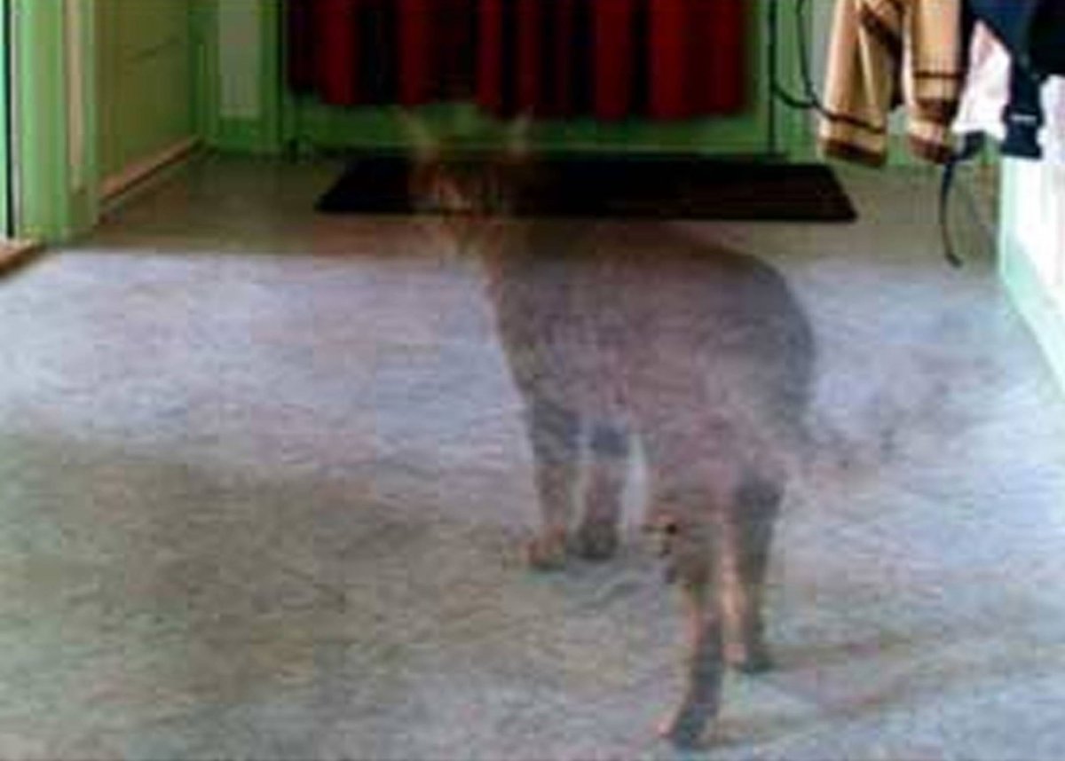 Кот призрак (74 фото)