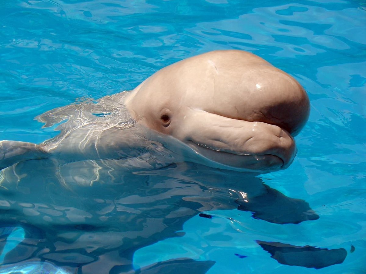 Дельфин с большим лбом (68 фото)