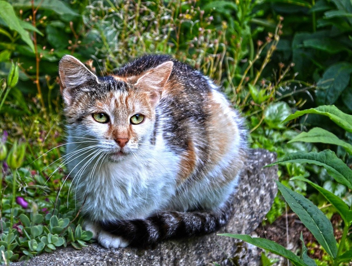 Швейцарская кошка (51 фото)