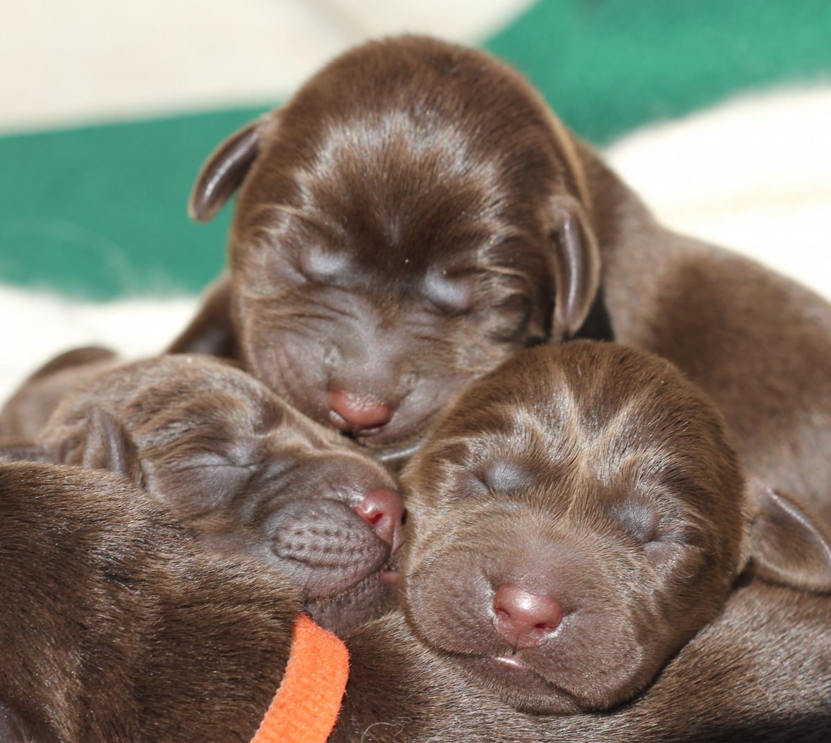 Новорождённые щенки лабрадора (60 фото)