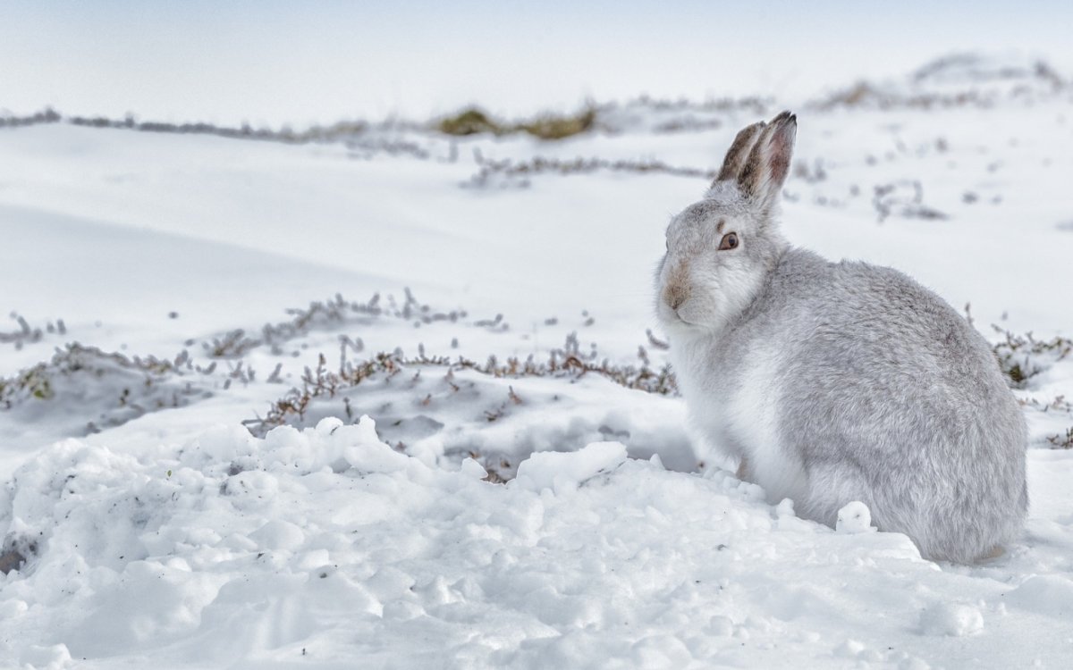 Заяц зимой и летом (65 фото)